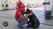 Cachorro com crachá e uniforme de frentista vira atração em posto de gasolina