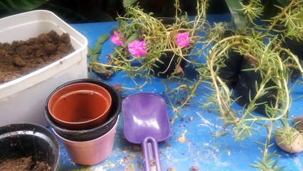 plantando mudas de onze horas flor