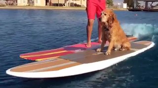 Dog Stun Live Viral Videos 2017(Hollywood)