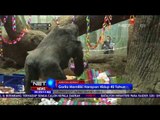 Gorila Tertua di Amerika Serikat Rayakan Ulang Tahun – NET24