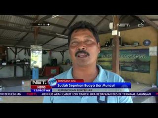 Tim BKSDA Belum Berhasil Tangkap Buaya di Bali - NET 12