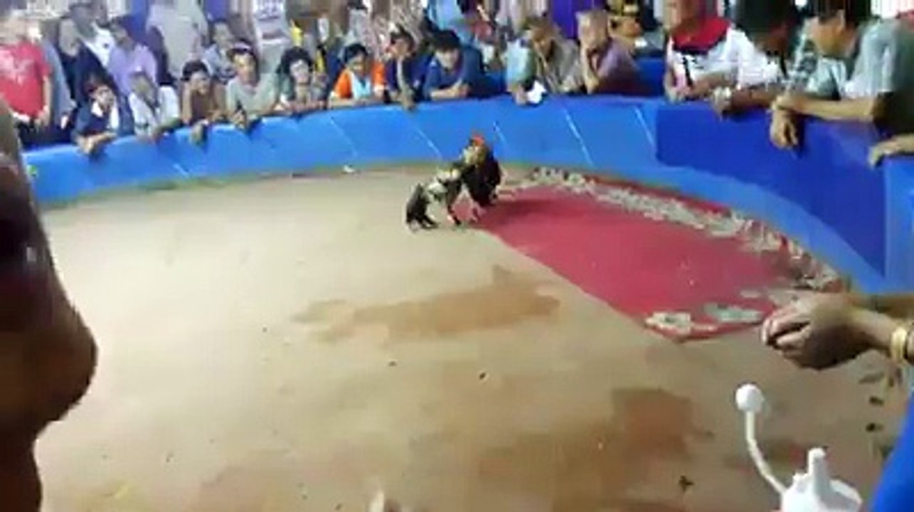 The winner in the given price 220.000 bath | Cockfighting
