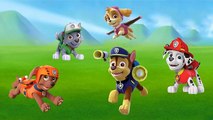 Paw Patrol Cartoon Finger Family / Daddy finger, daddy finger, where are you? / English Rhymes