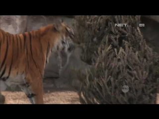 Kadang Satwa Dihiasi Kado dan Pohon Natal - NET5