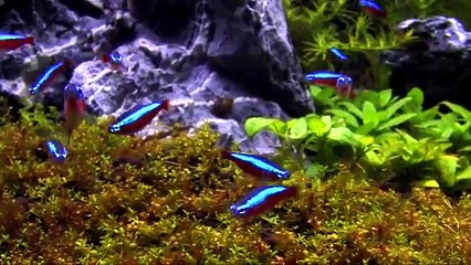 tetra neon cardenal
