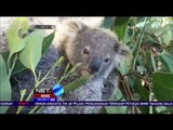 Jelang Akhir Tahun Seekor Koala Lahir di Kebun Binatang Taronga Sydney Australia - NET 5