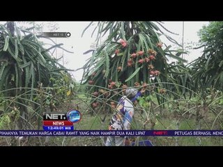 Panen Raya Buah Naga di Jember Jadi Wisata Liburan – NET12