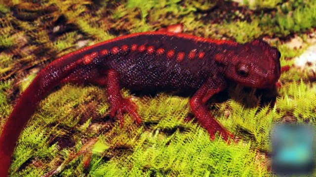 Espécies animais recentemente descobertas parecem muito familiares.