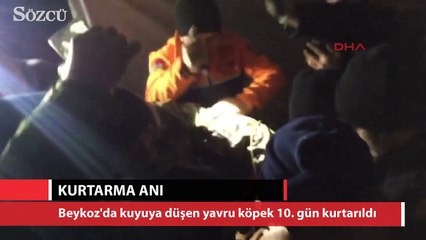 Kuyuya düşen yavru köpeğin kurtarılma anı