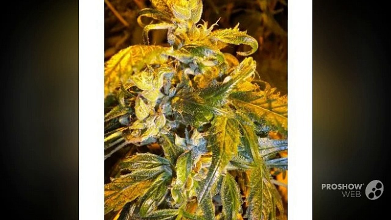 Feminized Seeds for Sale