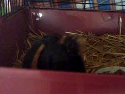 Mes deux cochons d'inde.