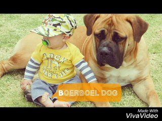 Top 10 Biggest dog breed in the world 2017