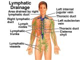 Detoxification Strategies to Improve Lymphatic System Function