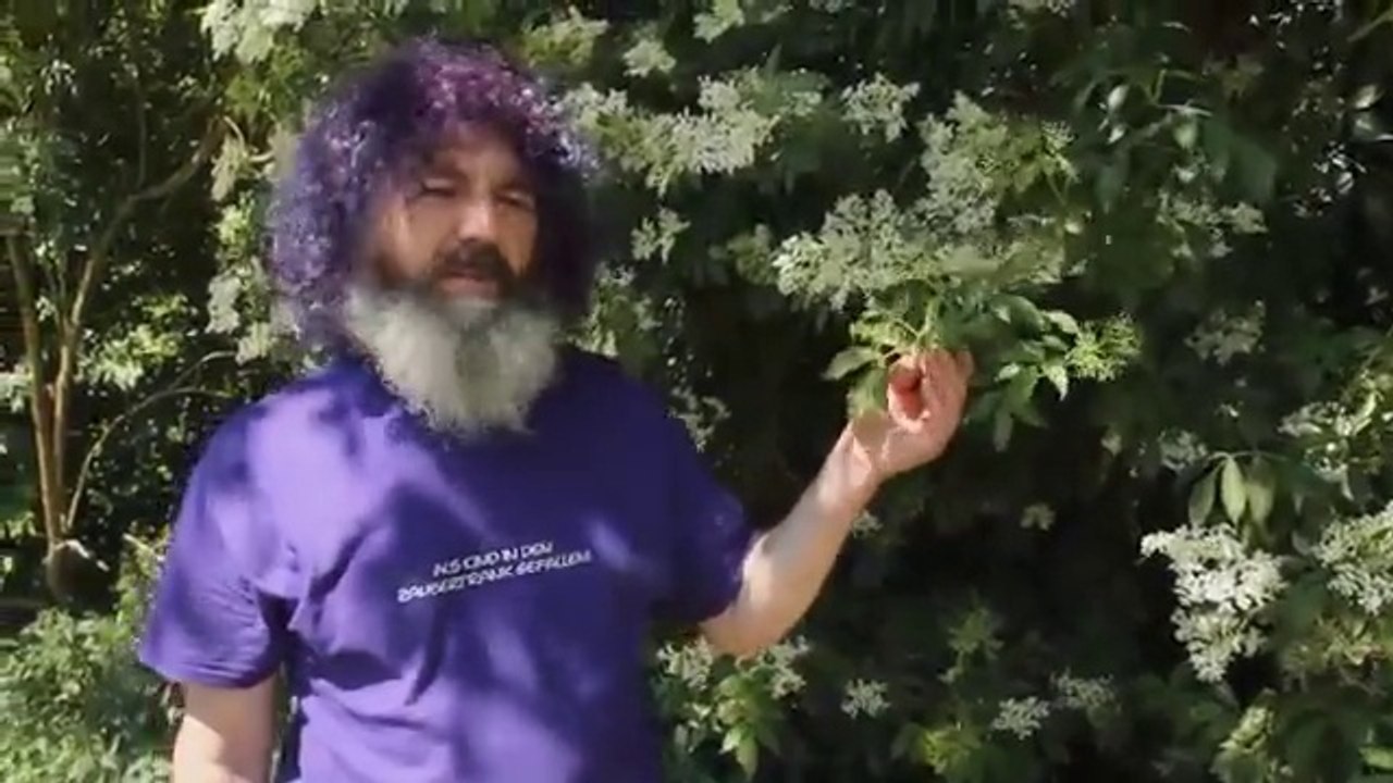 Robert Franz - Kräuter-ABC: Holunder