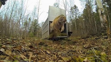 Regardez ce qu'ils libèrent en foret... Magnifique