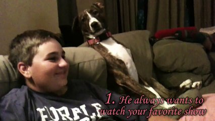 Nos meilleurs amis les chiens... Compilation hilarante
