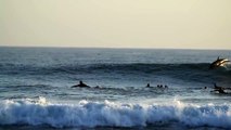 Un dauphin joueur se joint au surfeurs et prend la vague