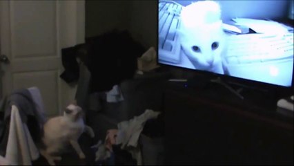 Ce chat s'entraine devant une vidéo de chat...