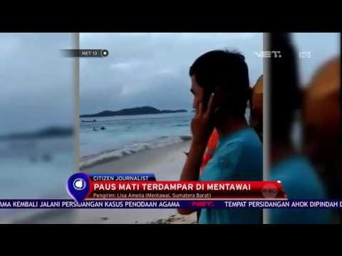 Paus Mati Terdampar di Mentawai - NET 12