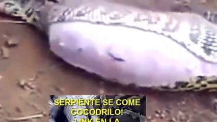 biggest python eat giant anaconda - Free Music Tribe