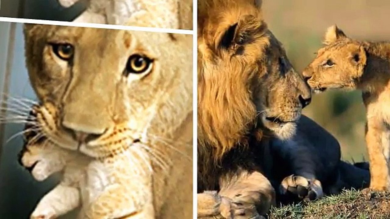 Lions vs Buffalo