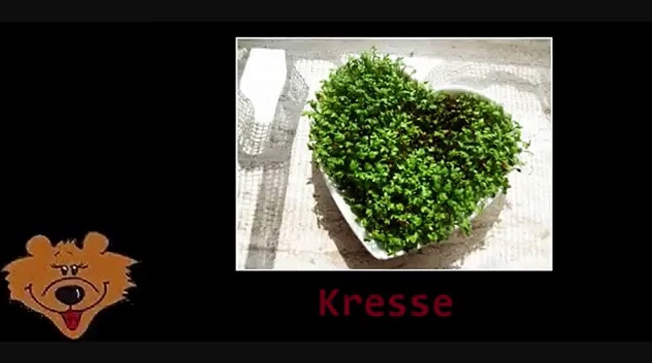 Kräuter Bärklärung 2