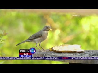 Ratusan Burung Jadi Daya Tarik Penginapan  di Brazil  - Net24