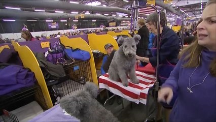 هذا الصباح- كلاب نيويورك تتسابق للفوز بألقاب في الجمال