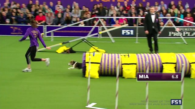 Mia le beagle très distrait pendant un concours d'Agility