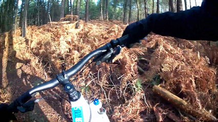 sortie dans les bois