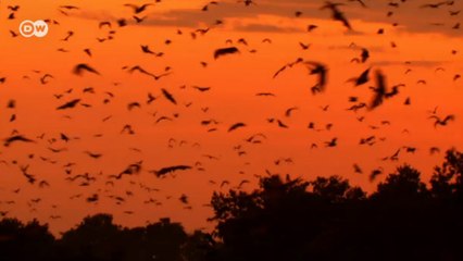 Morcegos estão ameaçados por perda de habitat