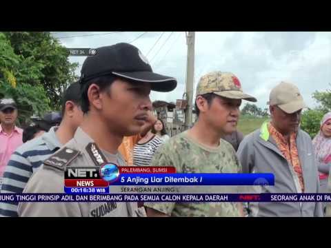 Seorang Anak di Palembang Tewas Akibat Diserang Anjing Liar - NET24