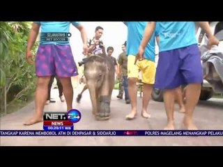 Kaki Terluka, Bayi Gajah Jalani Terapi Berenang - NET24