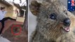 Man filmed kicking scared quokka in disgusting act of animal cruelty
