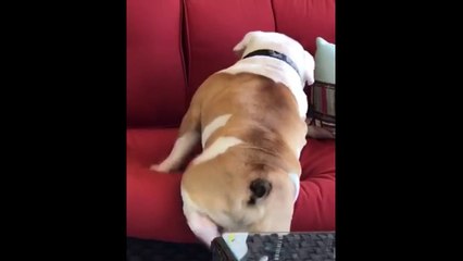 Un bulldog francais tente de monter sur le canapé !