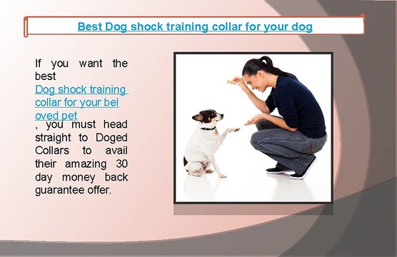 Best Dog shock training collar for your dog