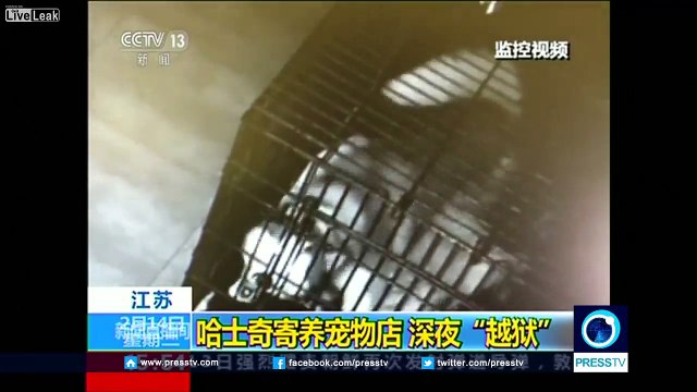 Après s'être échappé de sa cage, ce husky est allé libérer d'autres chiens