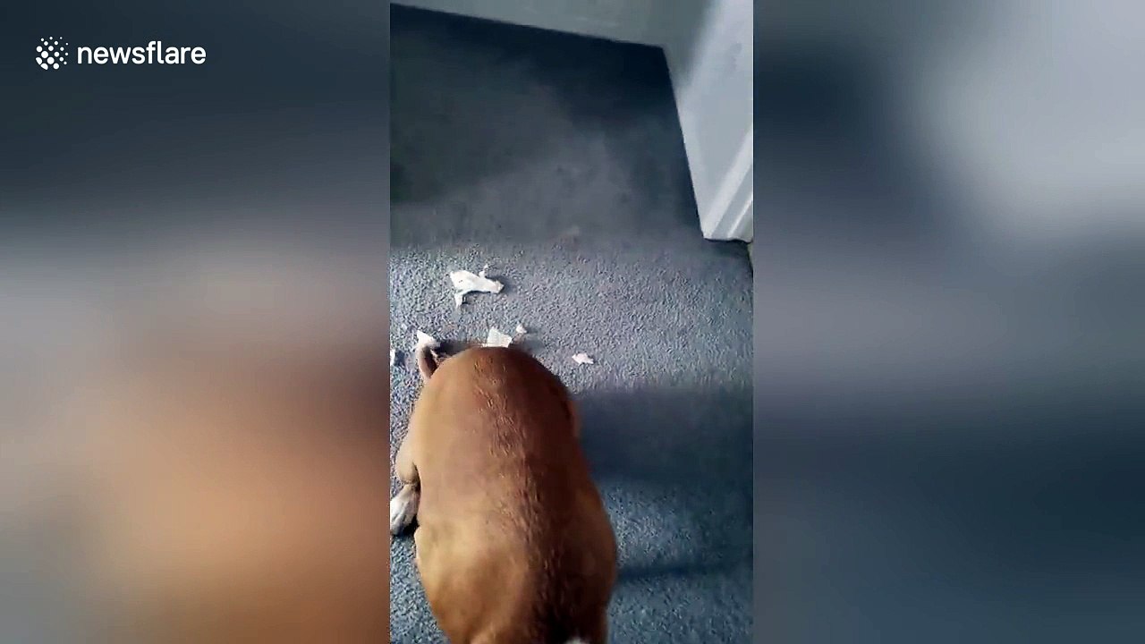 Guilty dog crawls low after tearing up paper towel
