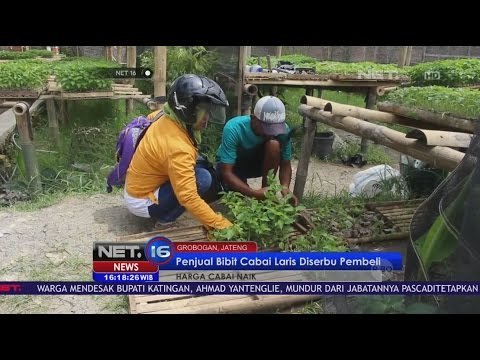 Tingginya Harga Cabai, Penjual Bibit Cabai Diserbu Pembeli - NET 16
