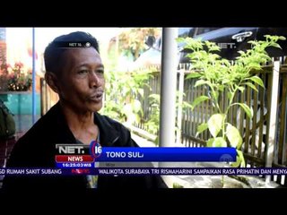 Swadaya Cabai Rawit Manfaatkan Pekarangan Rumah di Ciamis - NET 16