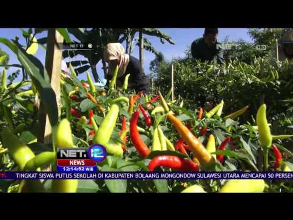 Harga Cabai Meroket, Petani Cabai Untung - NET 12