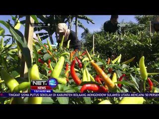 Harga Cabai Meroket, Petani Cabai Untung - NET 12
