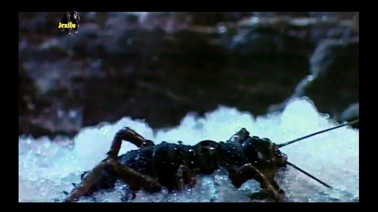 Weta inseto gigante, Animais selvagens, Confrontos animais, batalha animal, Wild life, Reino animal, Animals, animais em