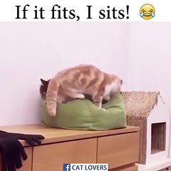 "Es gibt genug Platz! Das wird schon passen! "... SCHAU dir den Ausdruck der anderen Katze an, wenn sein Freund die lust