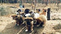 Stray Puppy dog - animal feeding