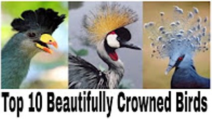 Top 10 Beautifully Crowned Birds