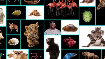 Animal Ark: Celebrating our Wild World in Poetry and Pictures
