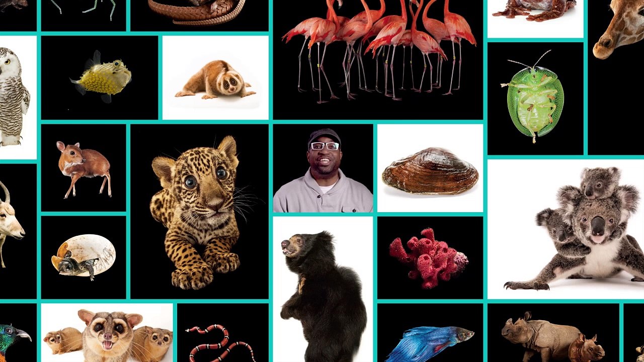 Animal Ark: Celebrating our Wild World in Poetry and Pictures
