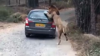 When A Lion Got Up Close And Personal With Car Full Of Tourists