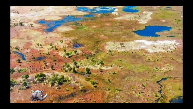 Leopardo Atacando Cobos, Leopardo Vs Cobos, Batalha animal, curiosidade animal, Animais selvagens, Confrontos animais,